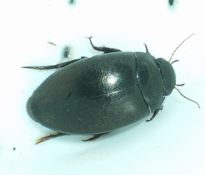 Ilybius da ID; no, Agabus bipustulatus